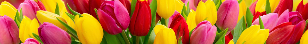 Same day flower delivery Toronto – Toronto flowers gifts