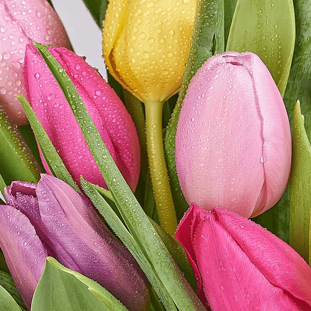 Spring Radiance Tulip Bouquet, tulip gift, tulip, flower gift, flower, seasonal flower gift, seasonal, Toronto delivery