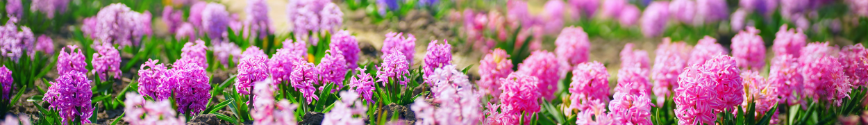 Same day flower delivery Toronto – Toronto flowers gifts