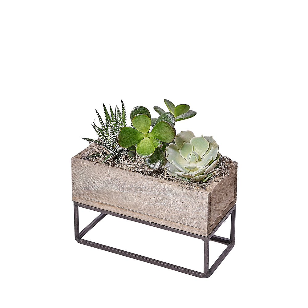 Succulent Garden Planter Box, plant gift, plant, succulent gift, succulent, Toronto delivery