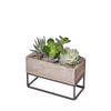 Succulent Garden Planter Box, plant gift, plant, succulent gift, succulent, Toronto delivery