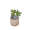 Succulent Textured Garden, plant gift, plant, succulent gift, succulent, Toronto delivery