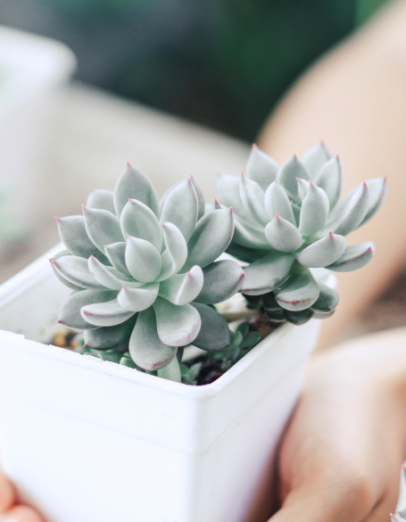 Same day flower delivery Toronto – Toronto flowers gifts