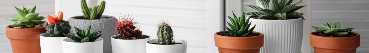 Same day flower delivery Toronto – Toronto flowers gifts