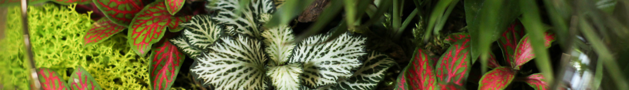 Same day flower delivery Toronto – Toronto flowers gifts