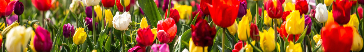 Same day flower delivery Toronto – Toronto flowers gifts