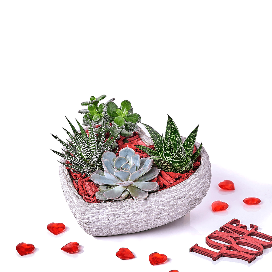 Valentine's Day Heart Succulent Gift, valentines day gift, valentines day, plant gift, plant