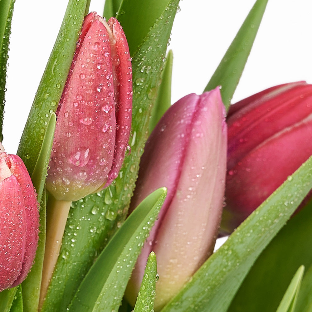 Valentine's Day Seasonal Bouquet, Toronto Same Day Flower Delivery, Valentine's Day gifts, tulips, seasonal