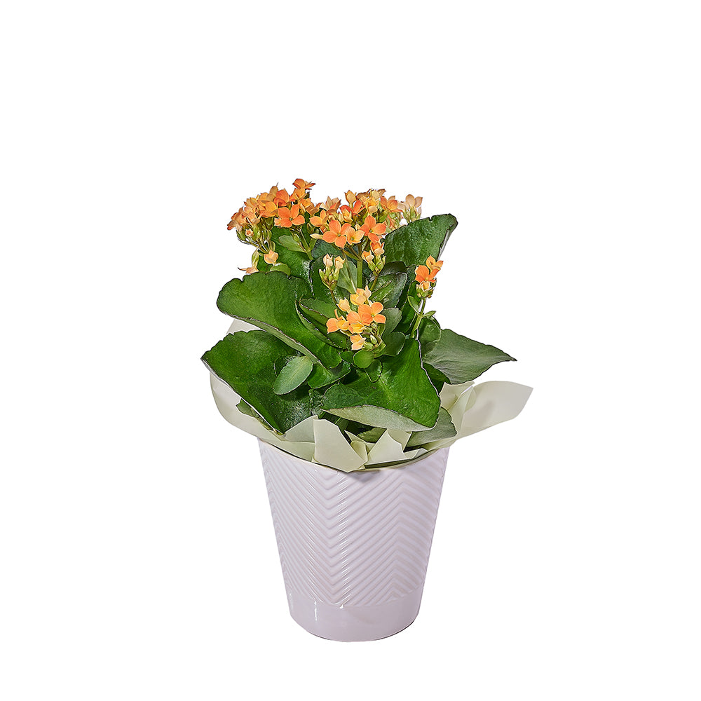 Vibrant Peach Kalanchoe Plant, plant gift, plant, flower gift, flower, kalanchoe gift, kalanchoe, Toronto delivery