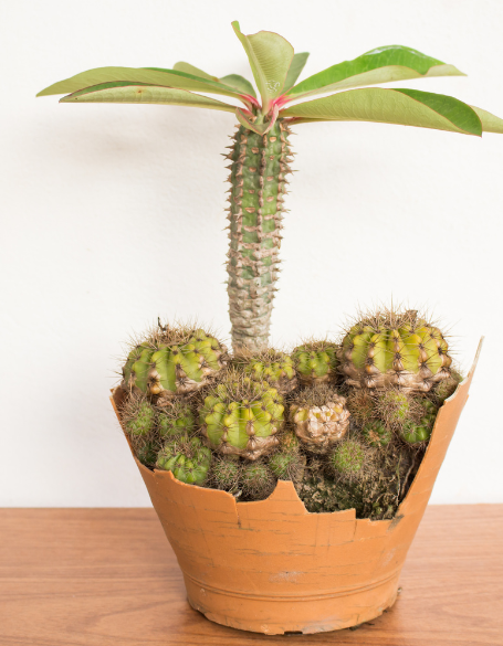 Same day flower delivery Toronto – Toronto flowers gifts