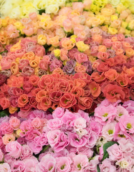 Same day flower delivery Toronto – Toronto flowers gifts