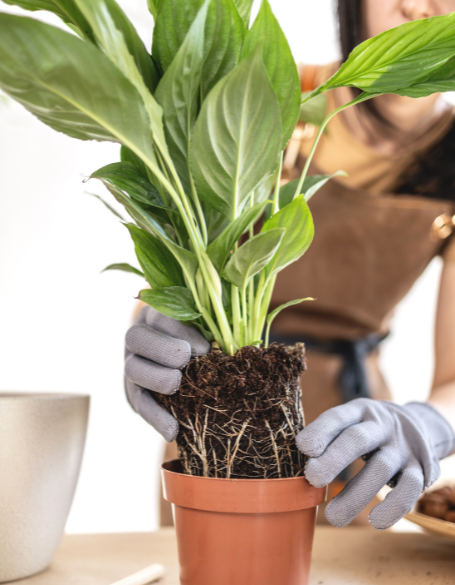 Same day flower delivery Toronto – Toronto flowers gifts