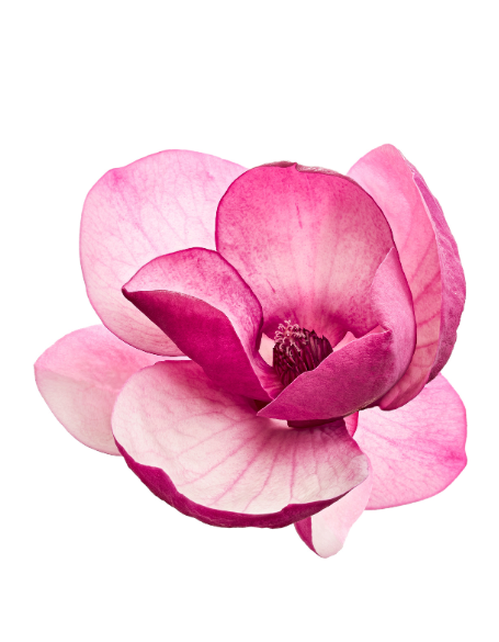 Same day flower delivery Toronto – Toronto flowers gifts