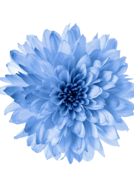 Same day flower delivery Toronto – Toronto flowers gifts