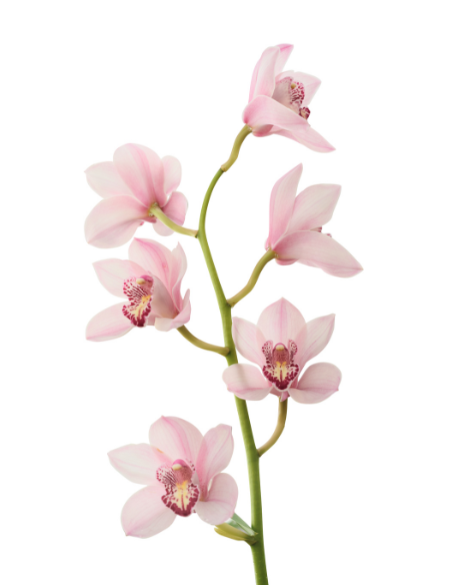 Same day flower delivery Toronto – Toronto flowers gifts