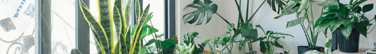 Same day flower delivery Toronto – Toronto flowers gifts