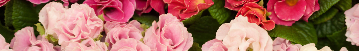 Same day flower delivery Toronto – Toronto flowers gifts