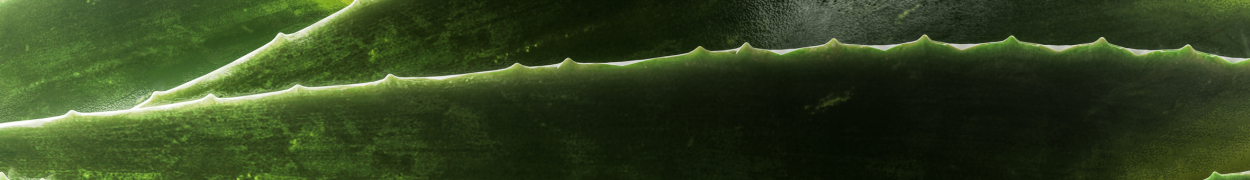 Same day flower delivery Toronto – Toronto flowers gifts