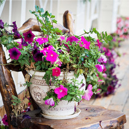 Plant of the month club Toronto 