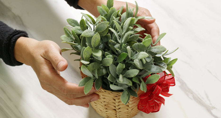 Plant of the month club Toronto 