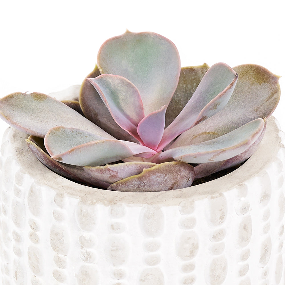 You're Special Plant & Wine Gift - Wine Gift Set - Same Day Toronto Delivery