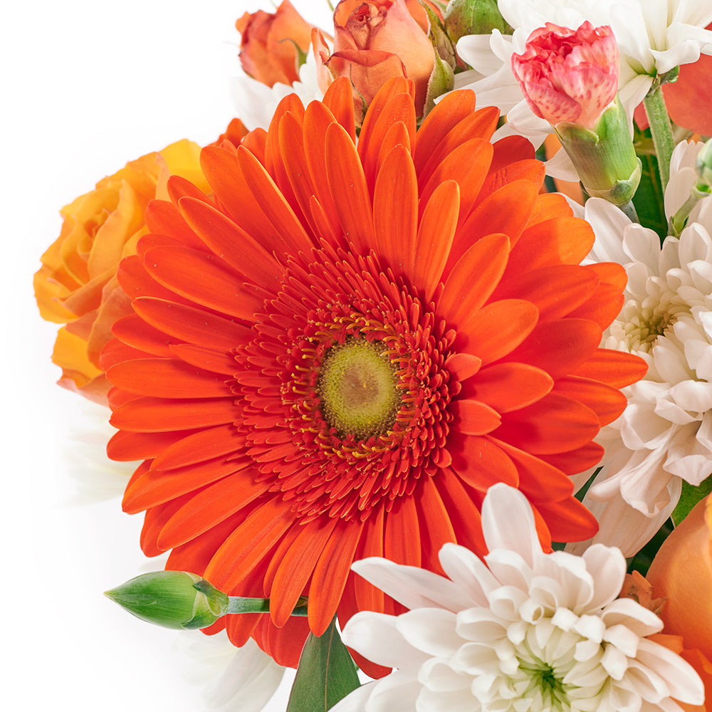 Forever Young Daisy Box - Mix Flower Hat Box Gift - Same Day Toronto Delivery