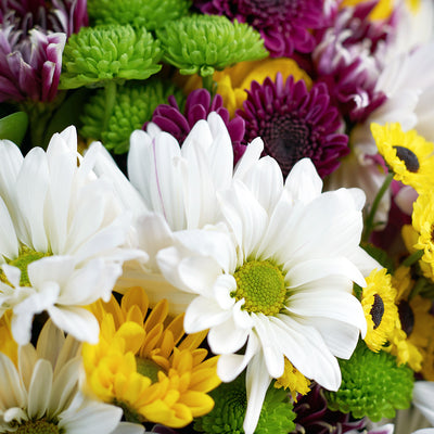 Multi-coloured mixed daisy bouquet. Same Day Toronto Delivery.