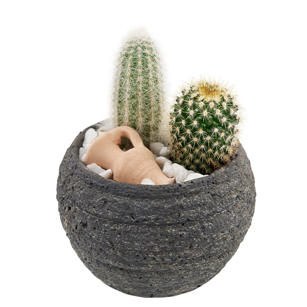 Forever Green Cactus Plant - Toronto Cactus Gift - Same Day Toronto Delivery
