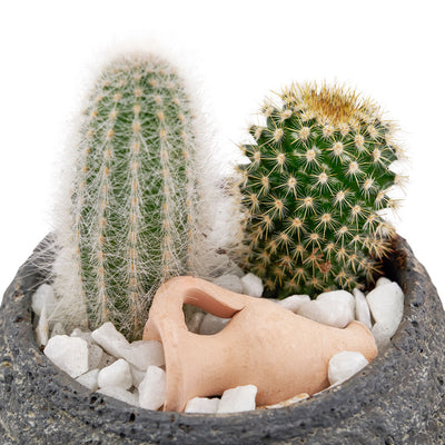 Forever Green Cactus Plant - Toronto Cactus Gift - Same Day Toronto Delivery
