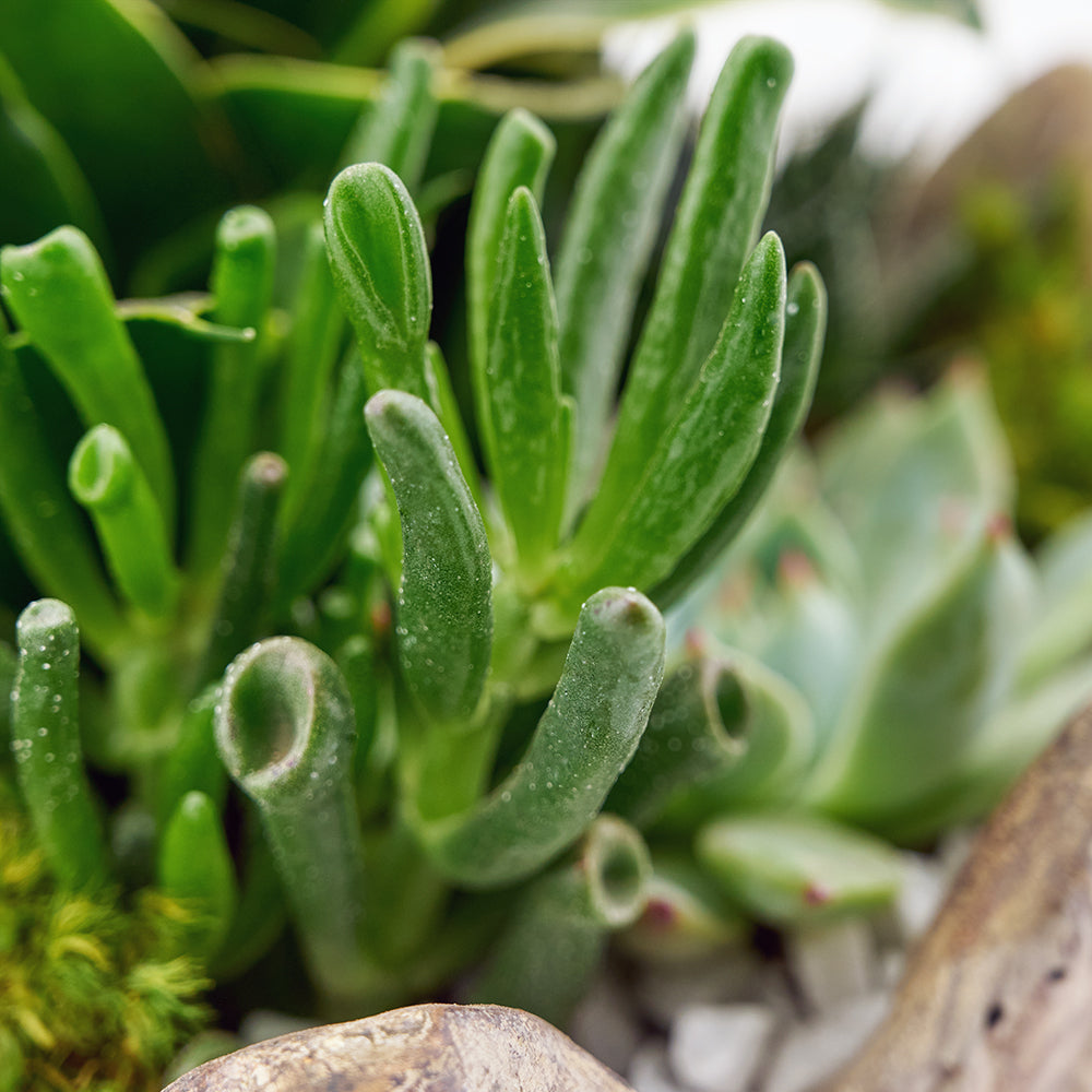 Succulent arrangement in a planter. Same Day Toronto Delivery