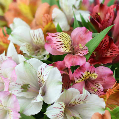 Brilliant multi-coloured lily floral box arrangement. Same Day Toronto Delivery
