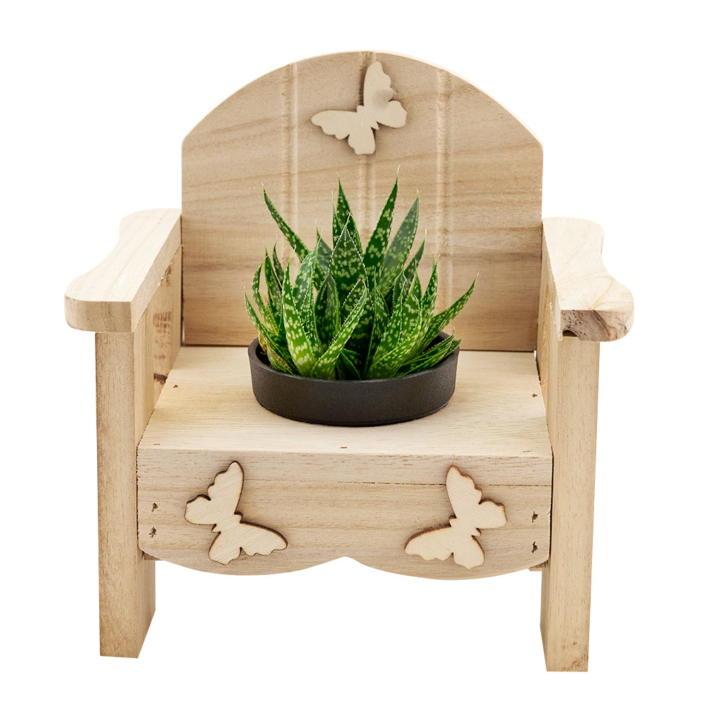 Butterfly planter chair arrangement with a potted succulent. Same Day Toronto Delivery