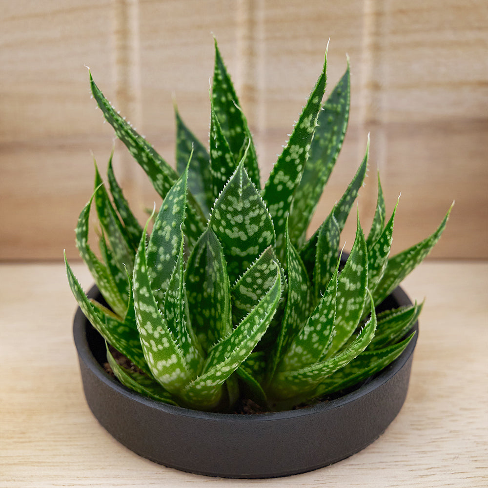 Butterfly planter chair arrangement with a potted succulent. Same Day Toronto Delivery