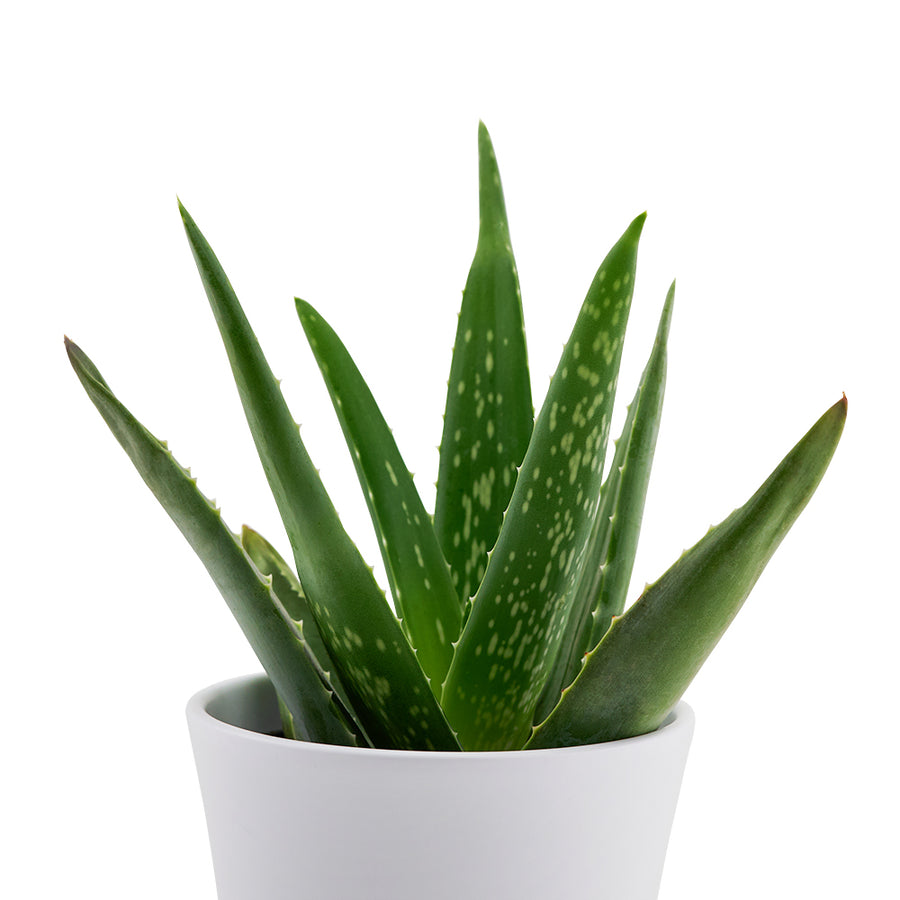 Calm Recollections Aloe Vera Plant
