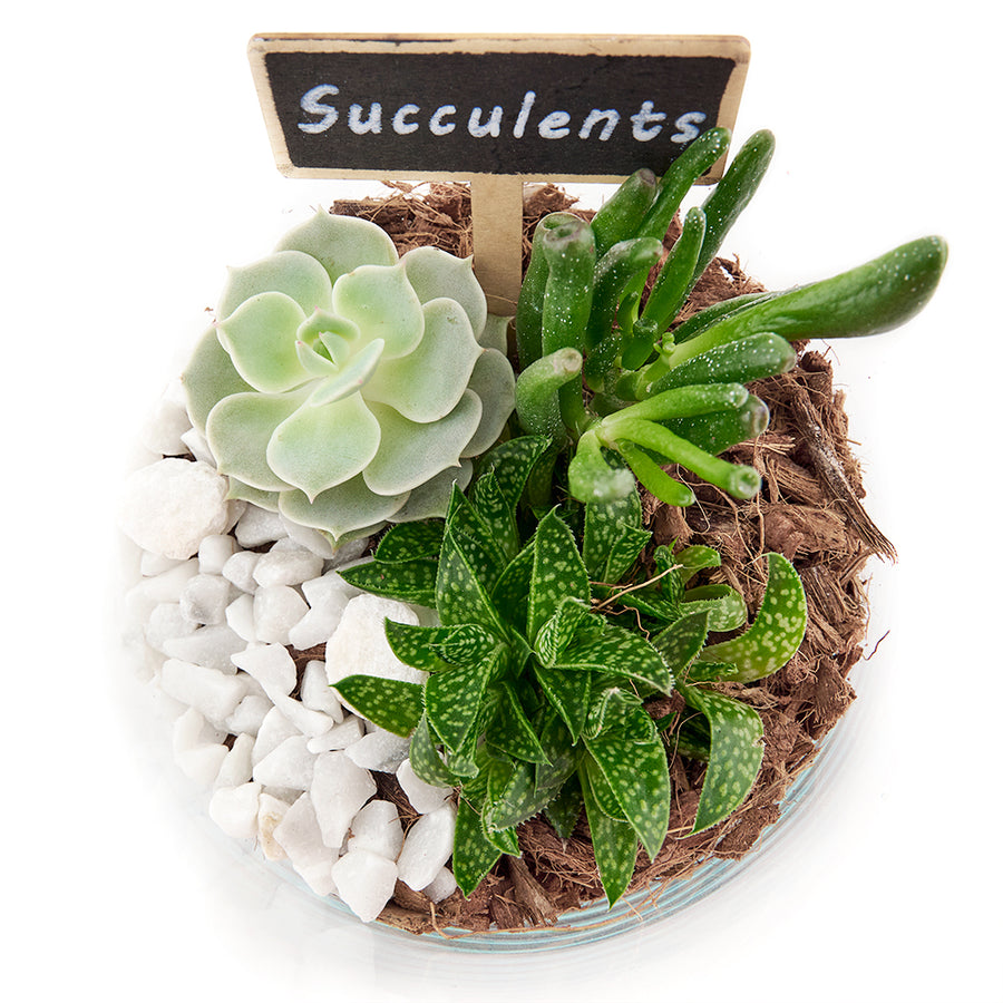 Cactus Gifts  Best Plant Gifts - Blooms Toronto