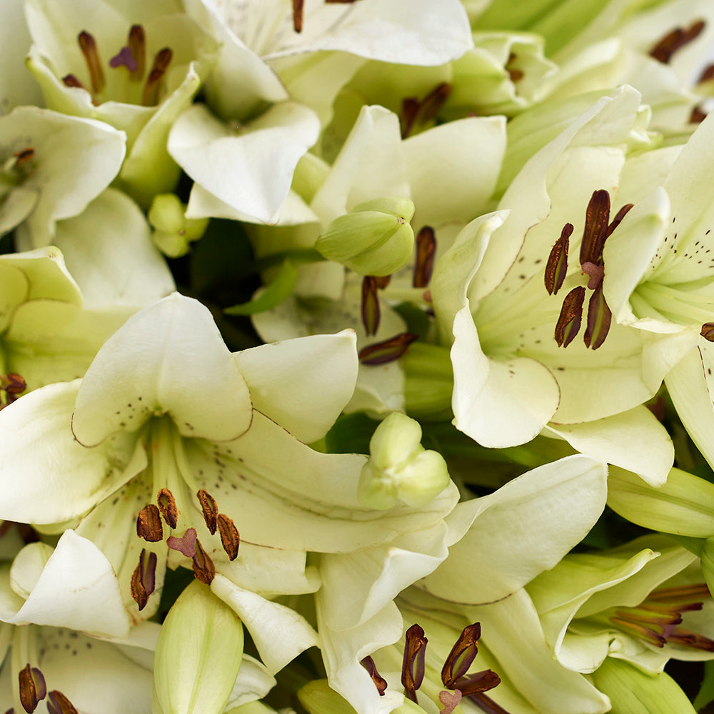 Toronto Same Day Flower Delivery - Toronto Flower Gifts - Lily Bouquet