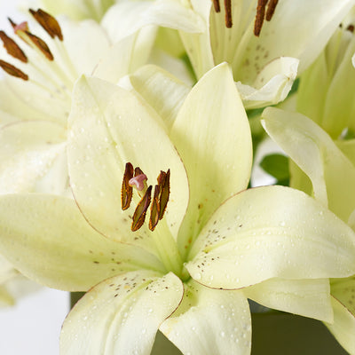 Cornsilk Surprise Lilies Vase Arrangement