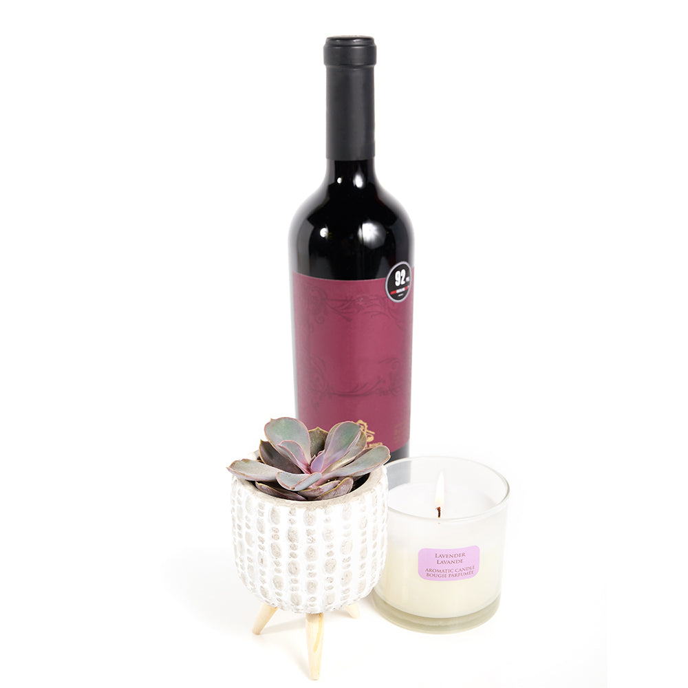 You're Special Plant &amp; Wine Gift - Wine Gift Set - Same Day Toronto Delivery
