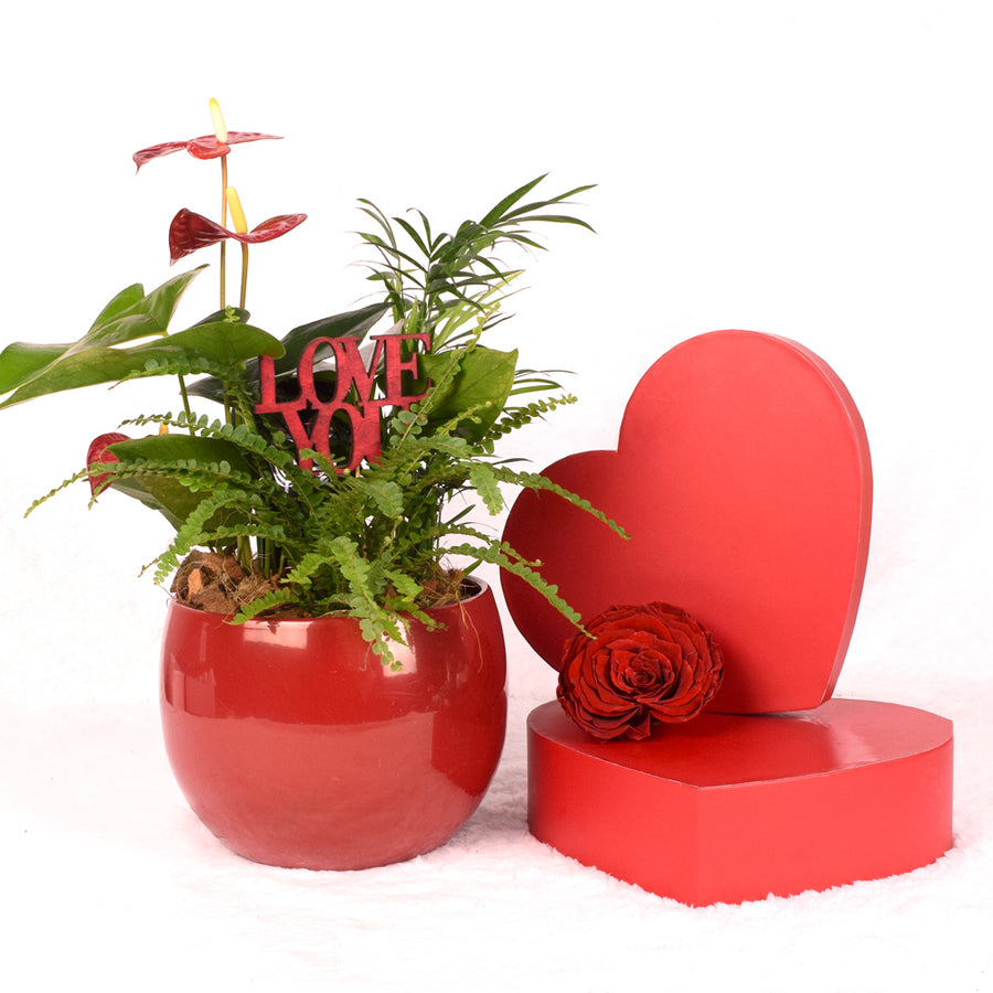 Valentine's Day Ardent Red Anthurium