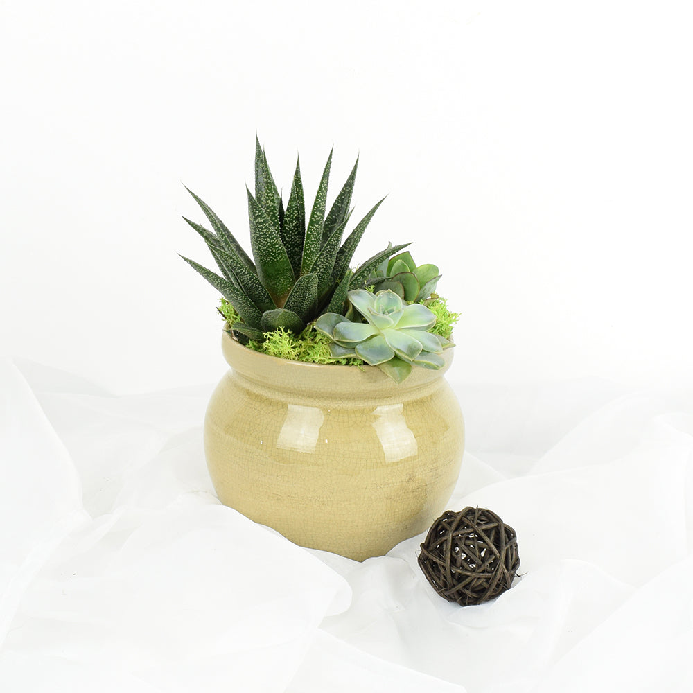 Succulent Trio Vase Arrangement, floral gift baskets, gift baskets, succulent gift baskets