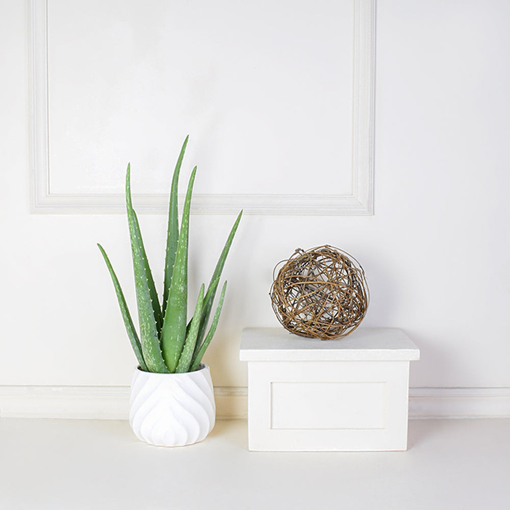 Potted Aloe Vera Plant, floral gift baskets, plant gift baskets