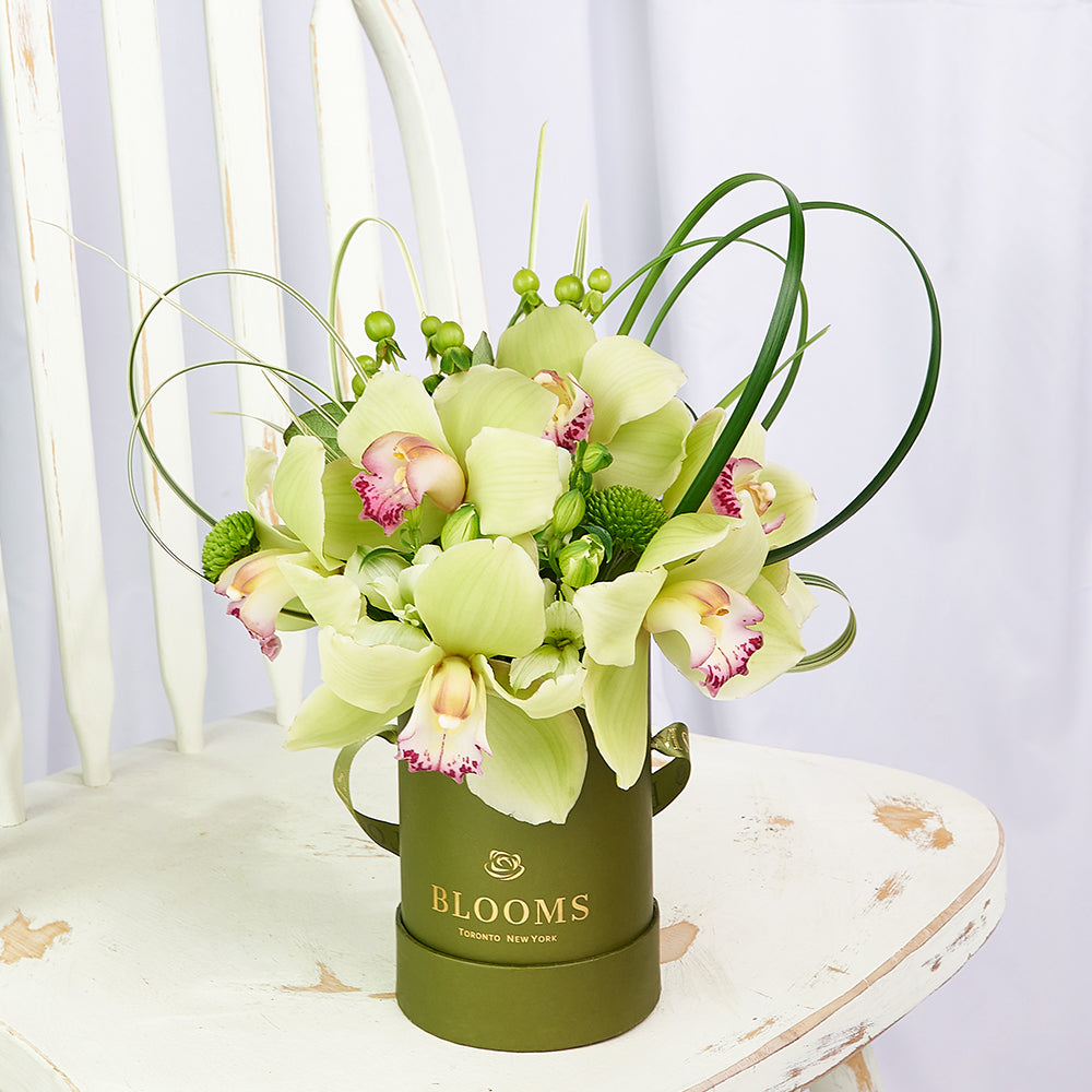 Delicate Pastel Orchid Floral Gift – Orchid Gifts – Toronto delivery -  Blooms Toronto