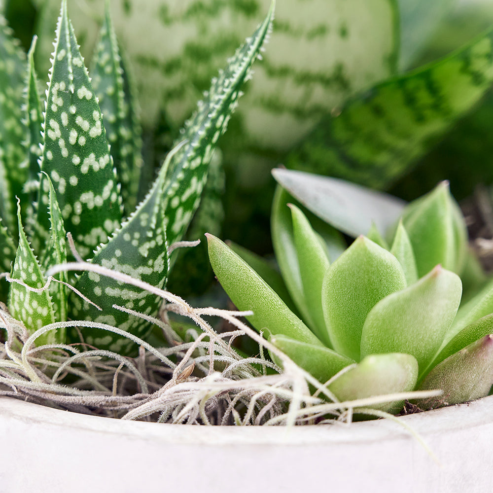 Toronto Same Day Flower Delivery - Toronto Flower Gifts - Plant Gifts - Succulent