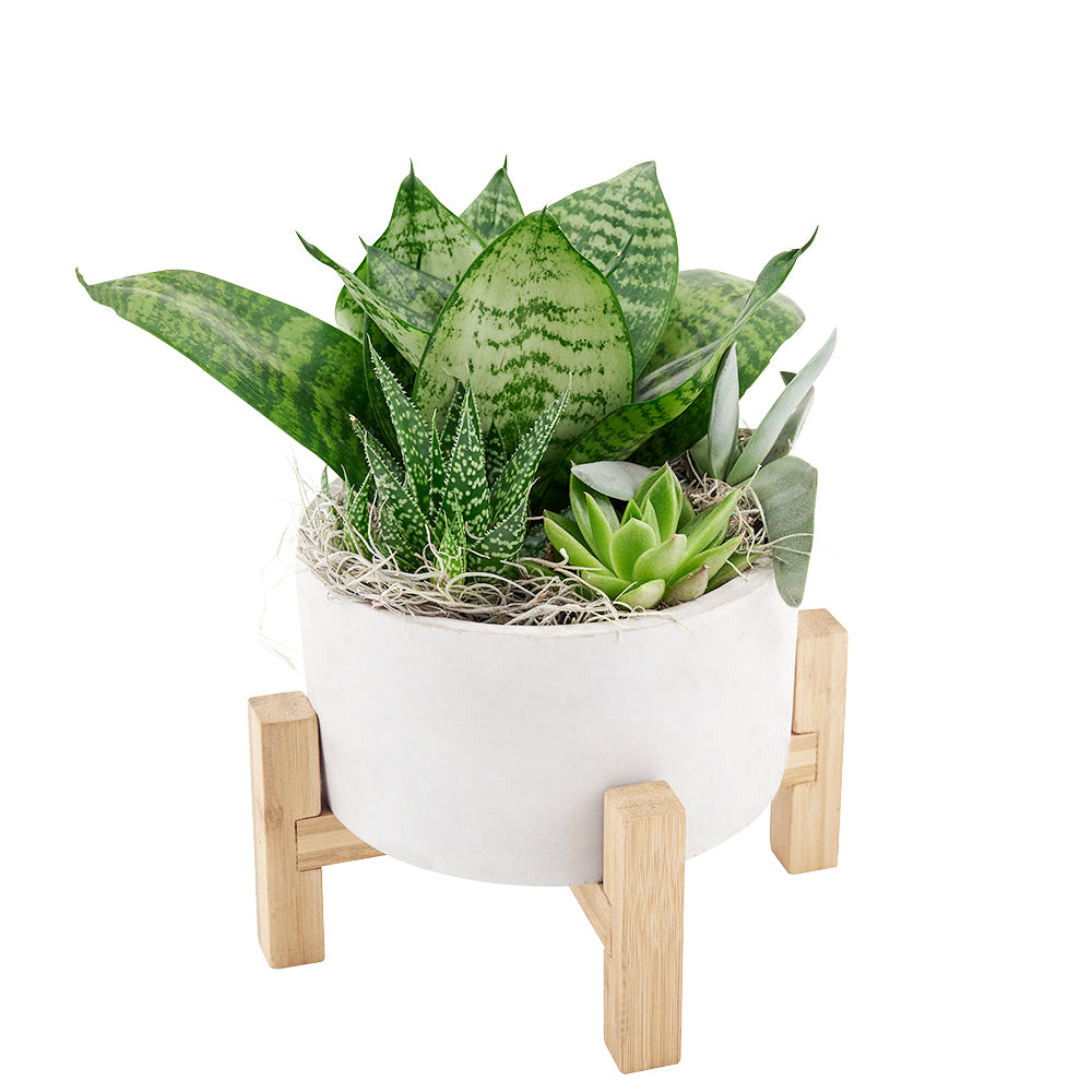 succulent delivery toronto Plant Gifts | Desert Rose Succulent Arrangement