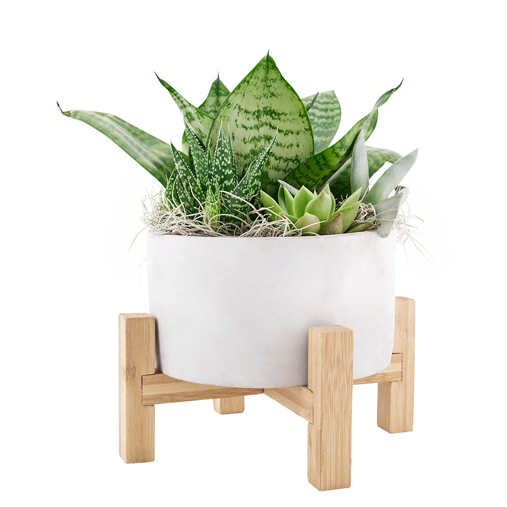 Toronto Same Day Flower Delivery - Toronto Flower Gifts - Plant Gifts - Succulent