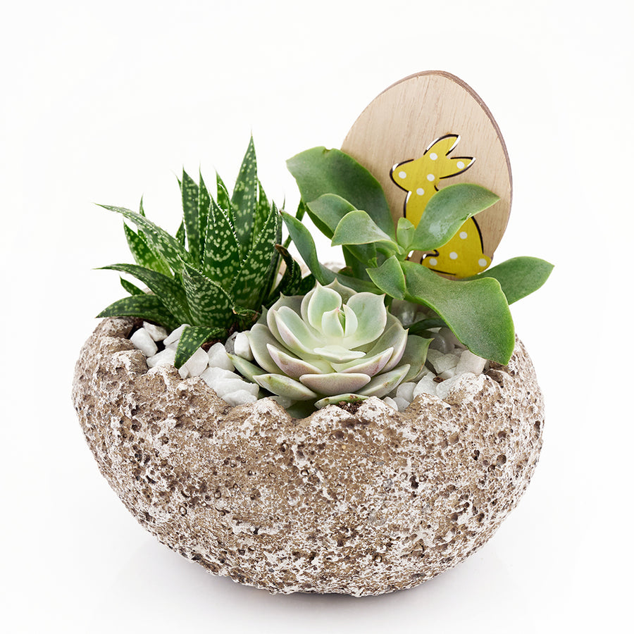 Easter Egg rock succulent arrangement. Same Day Toronto Delivery