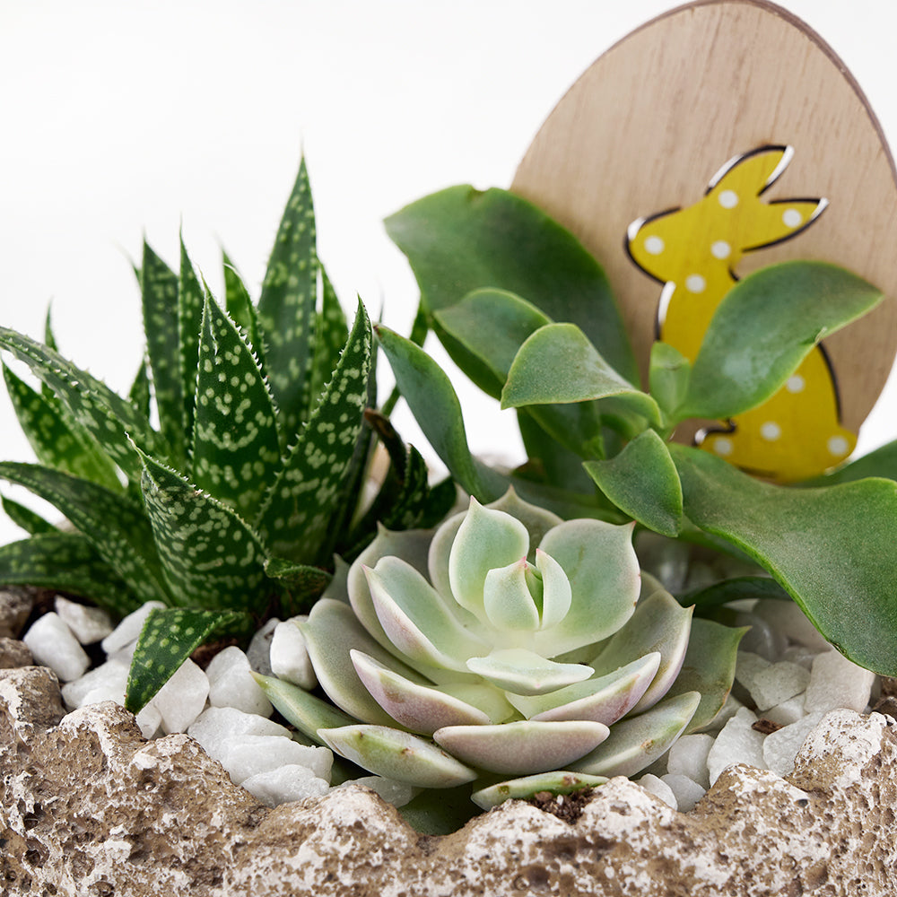 Easter Egg rock succulent arrangement. Same Day Toronto Delivery