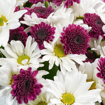 White and purple daisy floral bouquet. Same Day Toronto Delivery