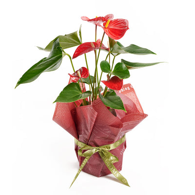 Flamingo Plant Arrangement - Floral Gift - Same Day Toronto Delivery