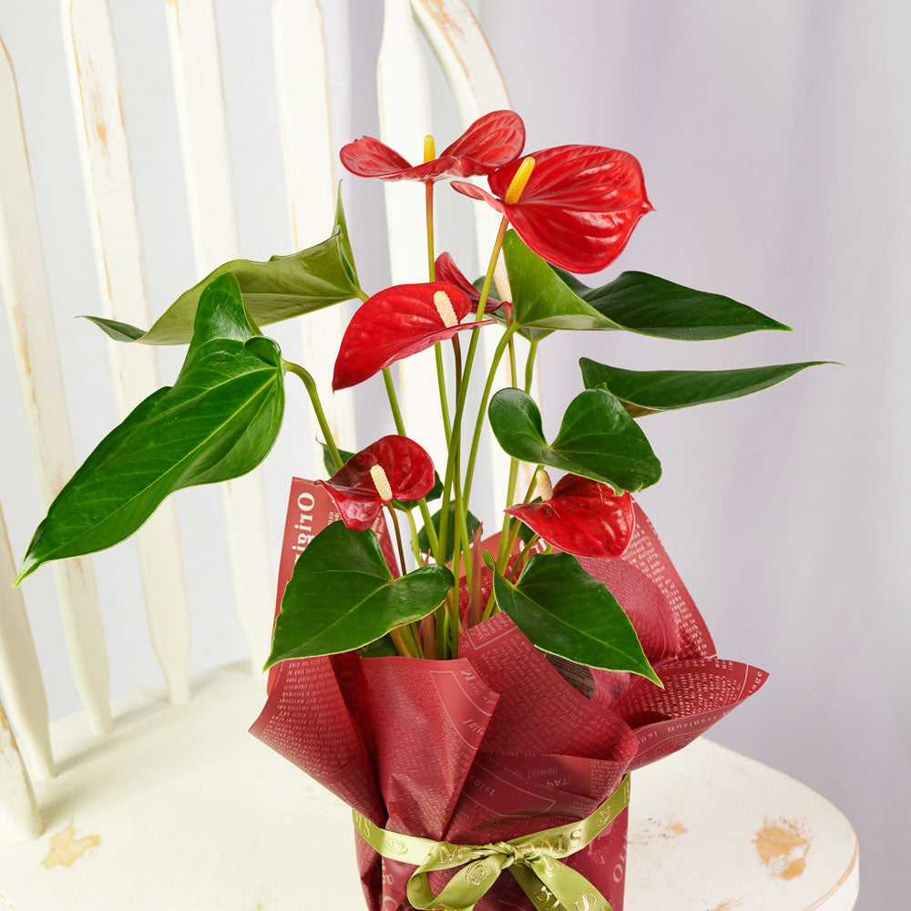 Flamingo Plant Arrangement - Floral Gift - Same Day Toronto Delivery
